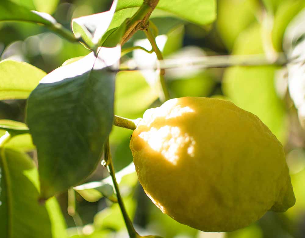 Consorzio di tutela del limone igp di rocca imperiale